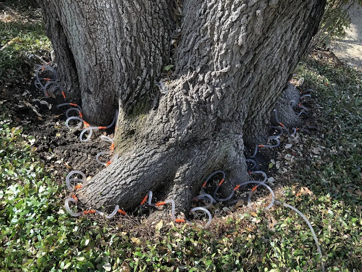 Detailed Tree Cabling and Bracing job site in Dickerson Run