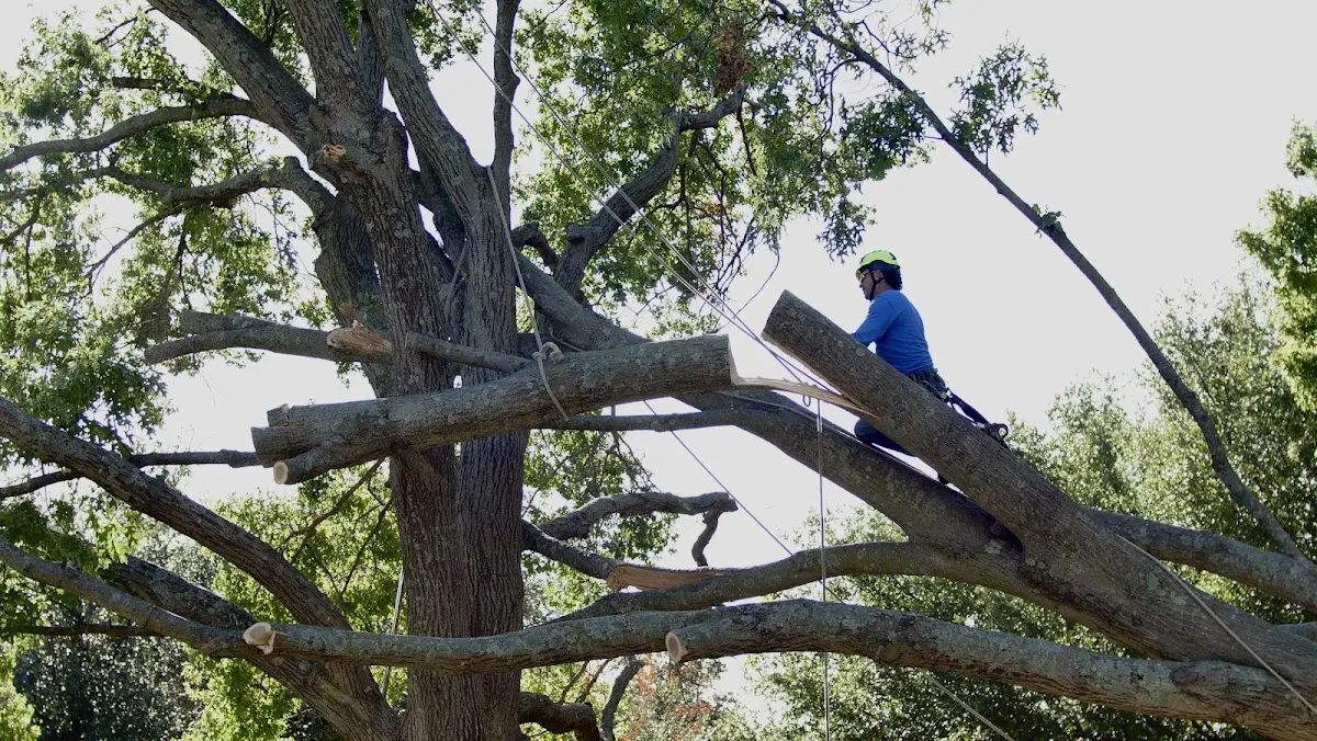 Professional Crown Thinning performed by certified arborists in Dickerson Run