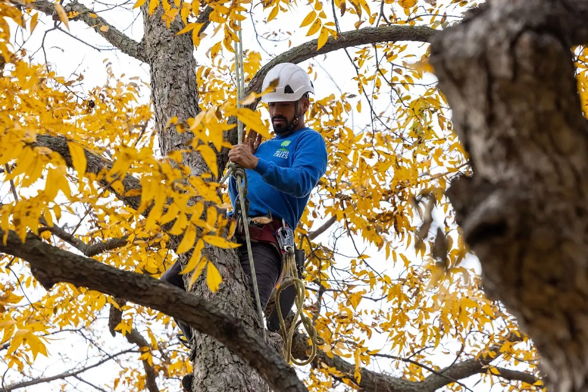 Skilled Tree Trimming crew working in Dickerson Run